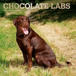 Wholesale 🔥 Wall Calendars 2023 BrownTrout Chocolate Labrador Retrievers 12" X 12" Monthly Wall Calendar, (9781975451981) 👍