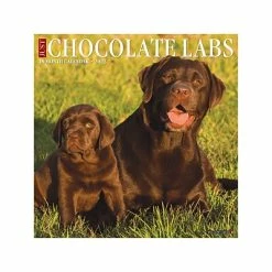 Outlet 😉 Wall Calendars 2023 Willow Creek Just Chocolate Labs 12" X 12" Monthly Wall Calendar (25420) 🎉